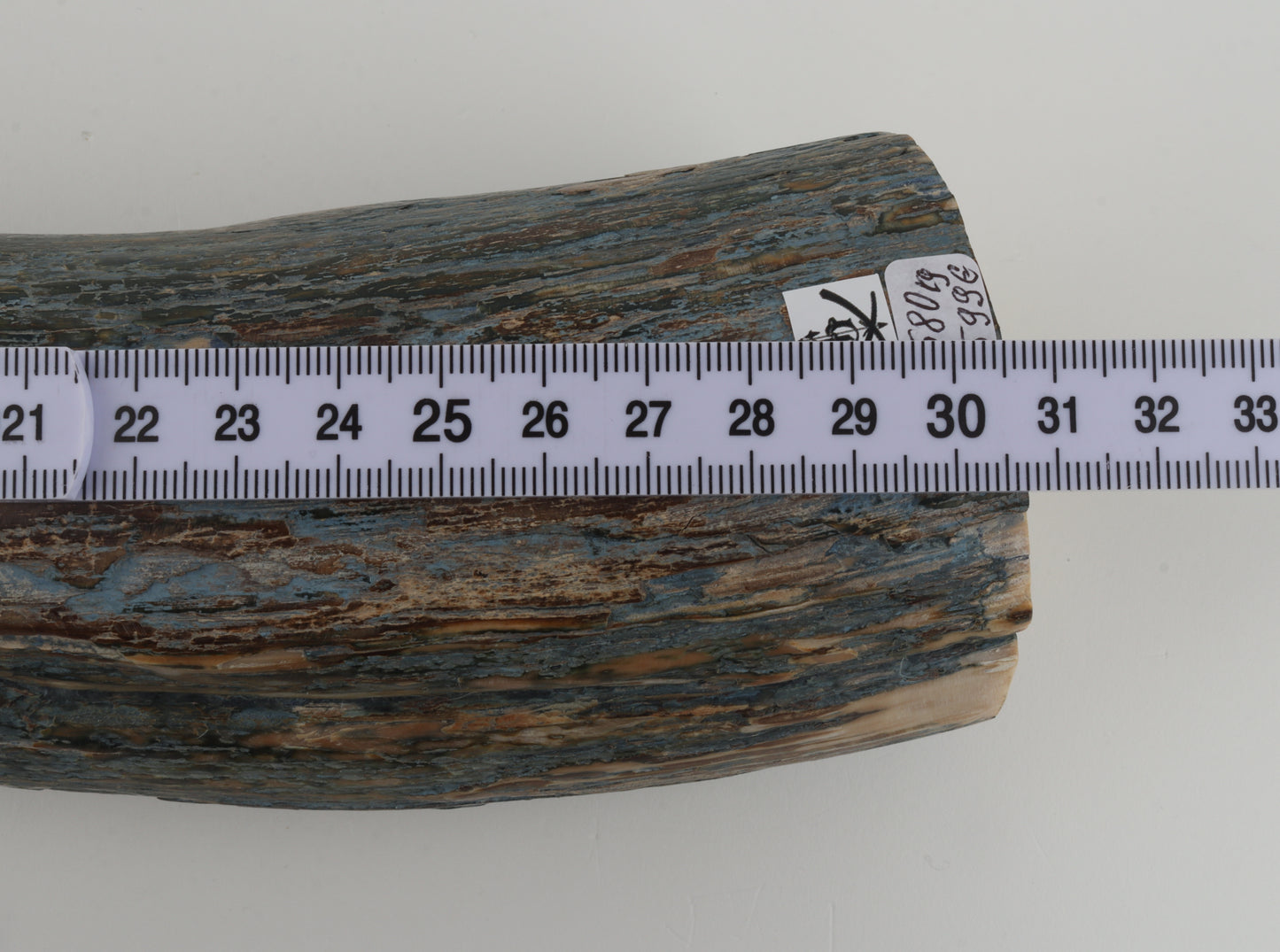 Natural mammoth tusk piece