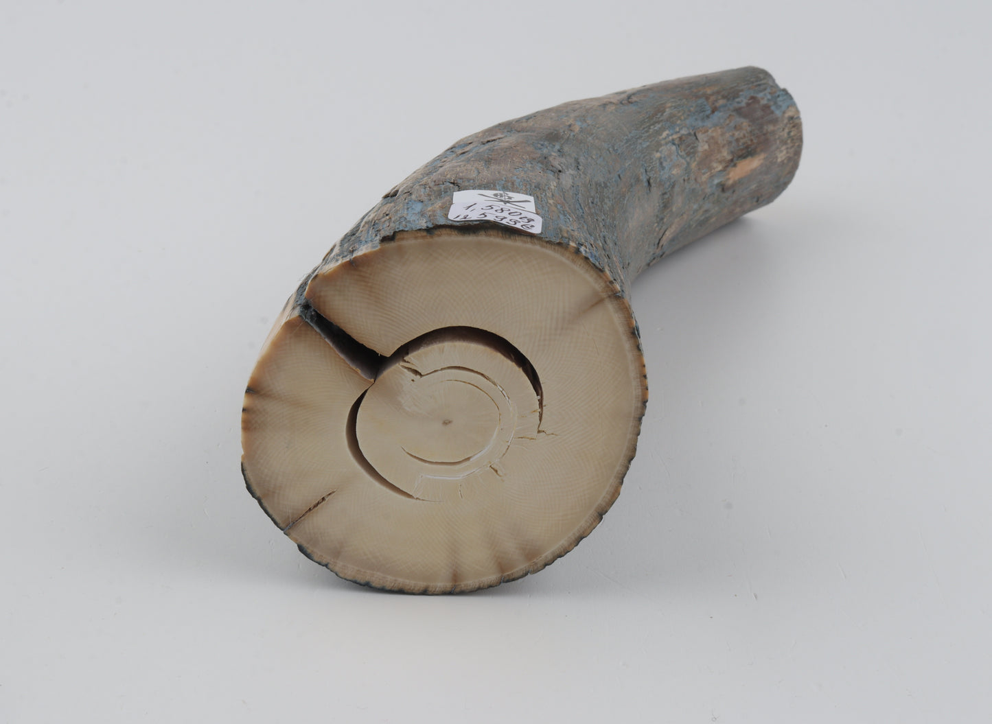 Natural mammoth tusk piece