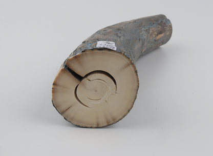 Natural mammoth tusk piece