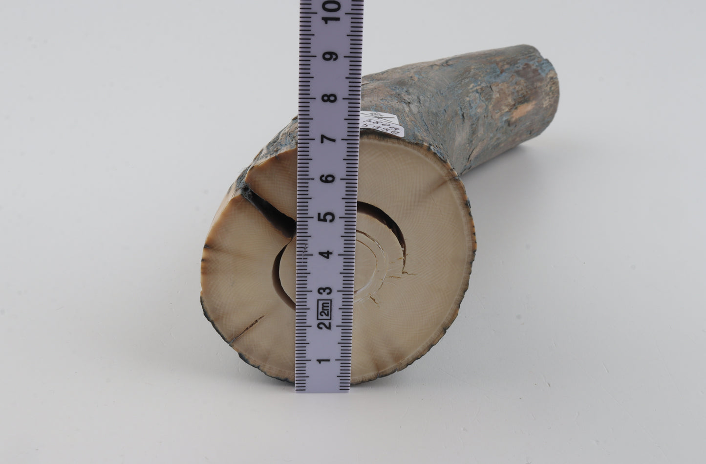 Natural mammoth tusk piece