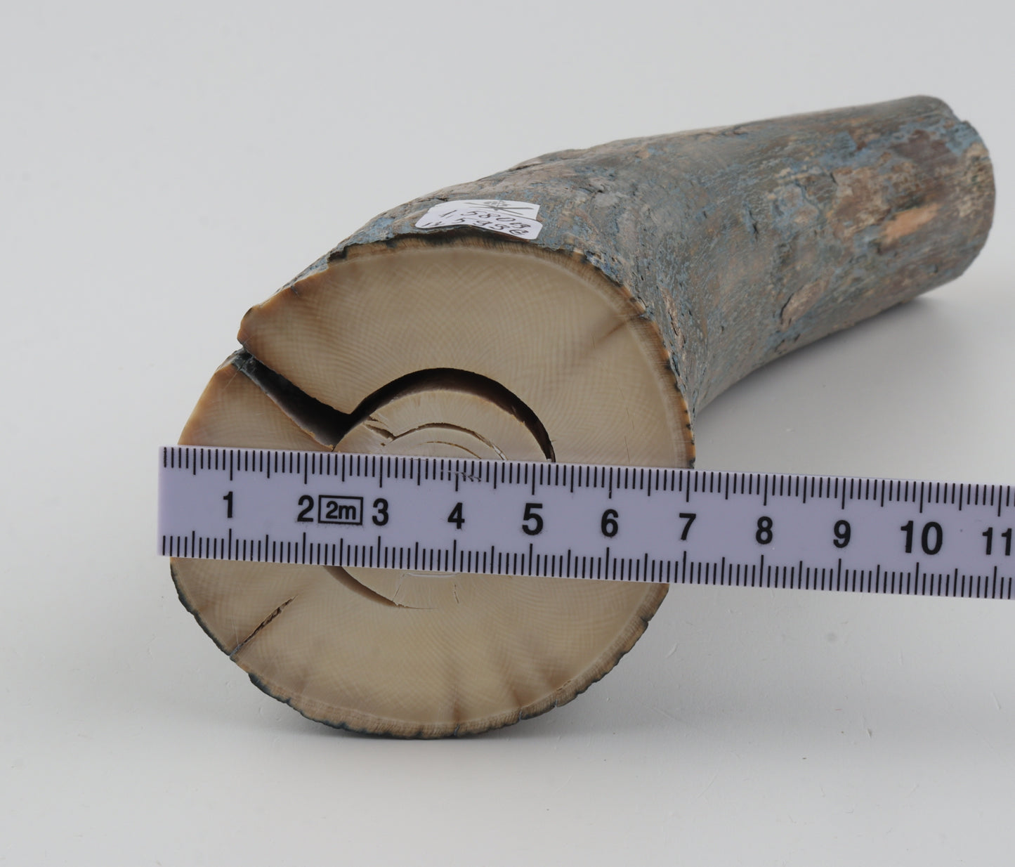 Natural mammoth tusk piece