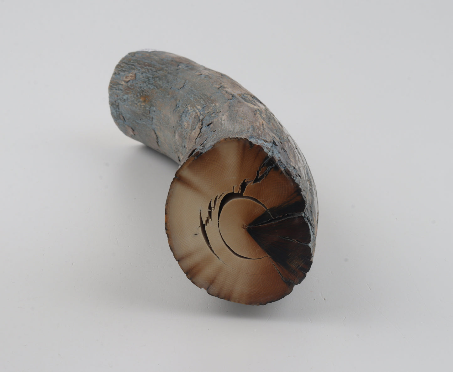 Natural mammoth tusk piece