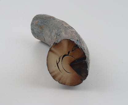 Natural mammoth tusk piece