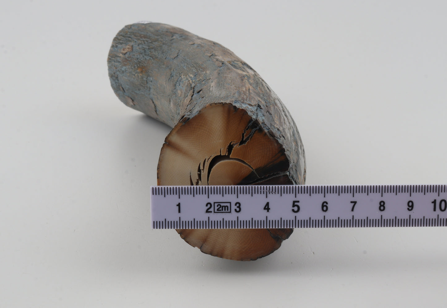 Natural mammoth tusk piece