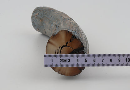 Natural mammoth tusk piece