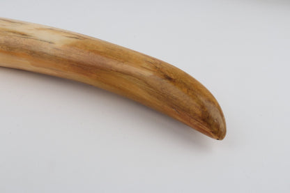 Restored woolly mammoth tusk