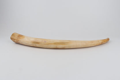 Restored woolly mammoth tusk