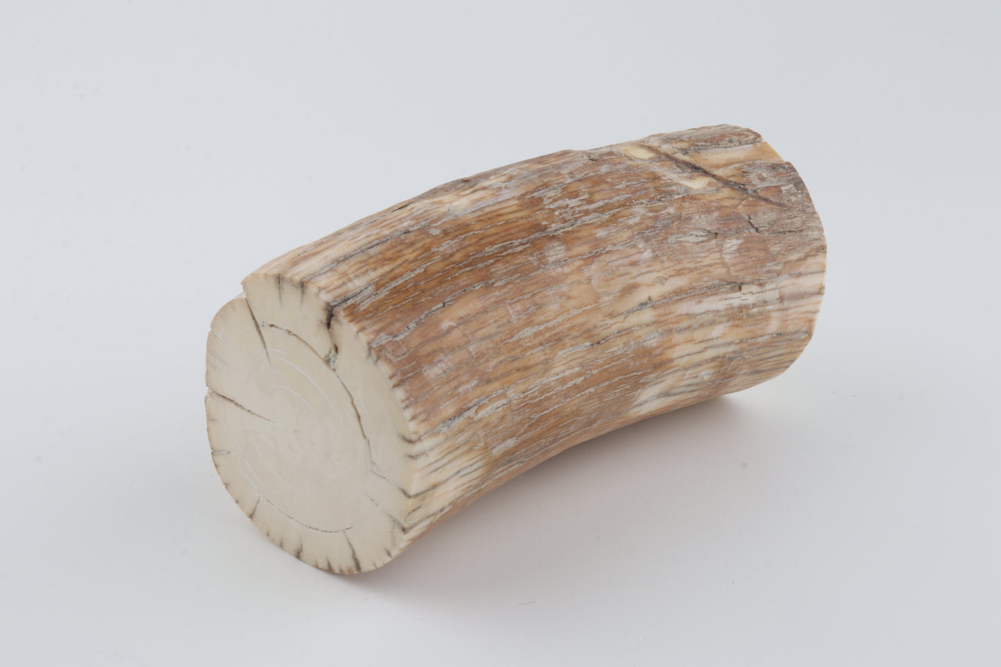 Round mammoth tusk piece