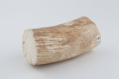 Round mammoth tusk piece
