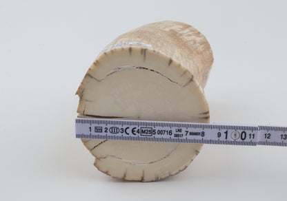 Round mammoth tusk piece