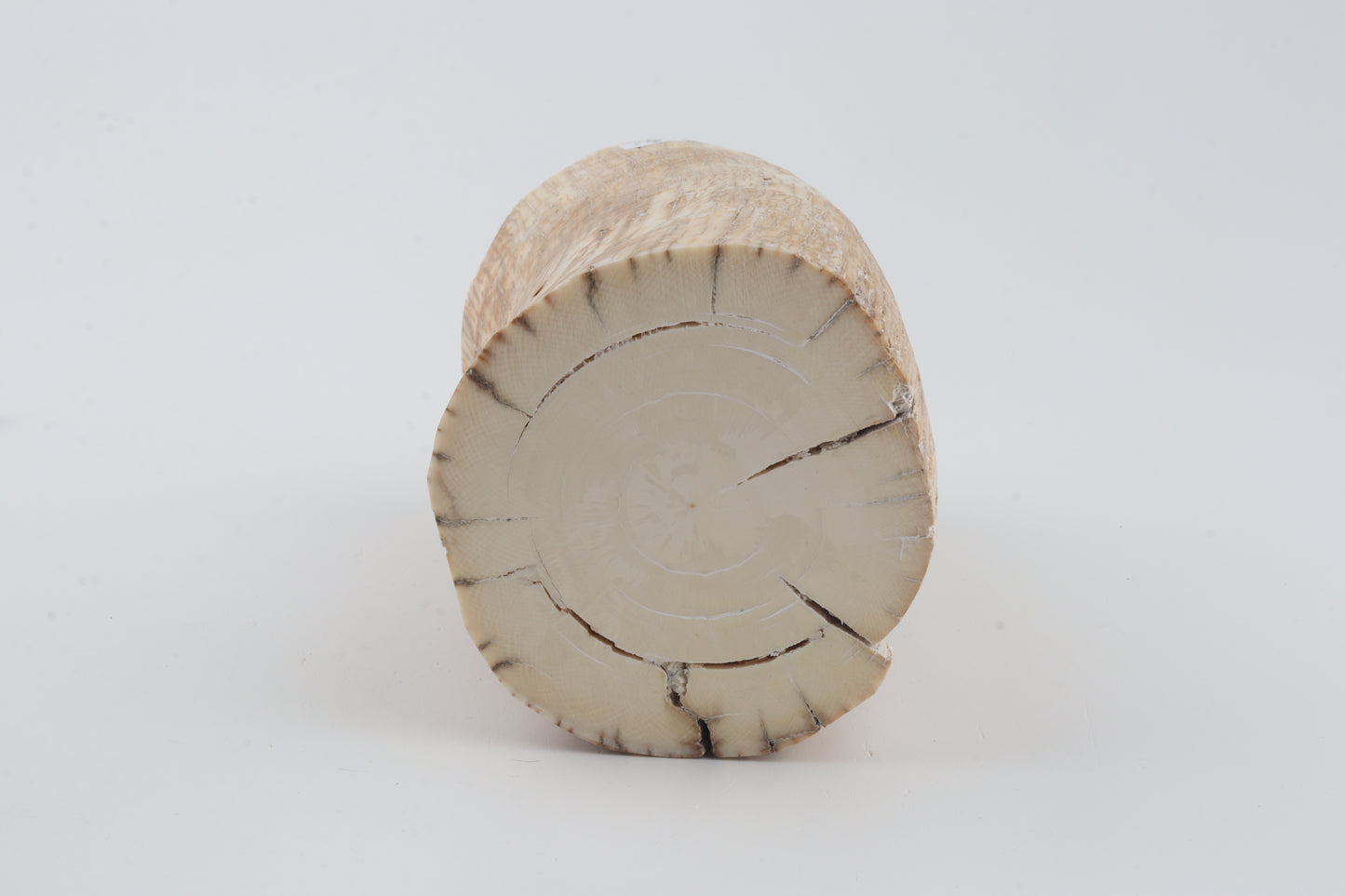 Round mammoth tusk piece