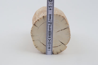 Round mammoth tusk piece