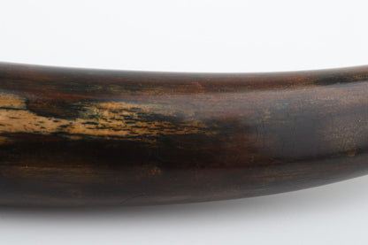 Restored woolly mammoth tusk