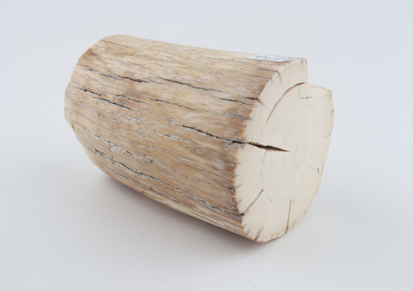 Round woolly mammoth tusk piece