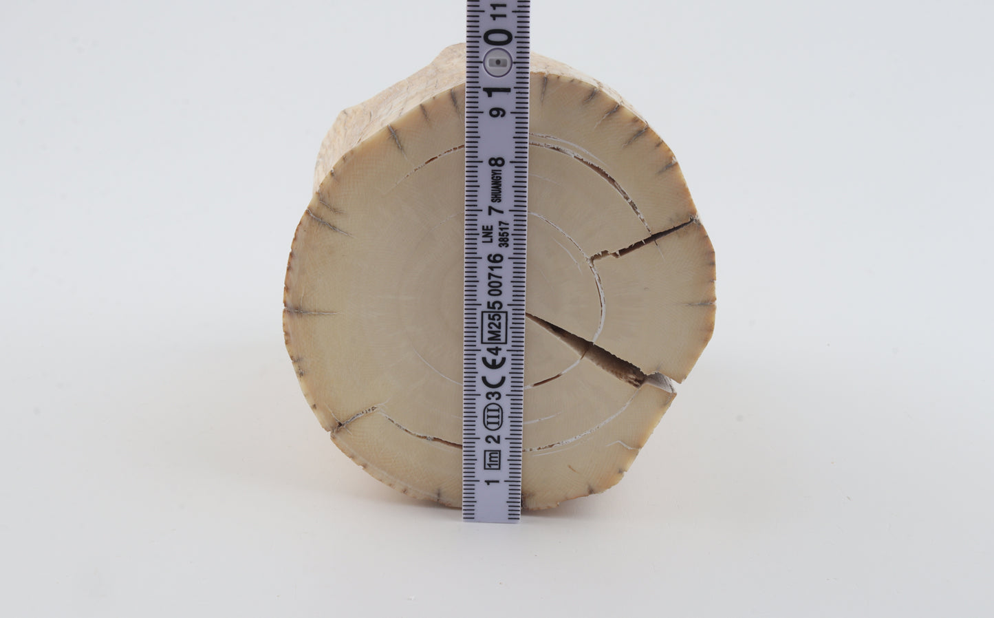 Round woolly mammoth tusk piece