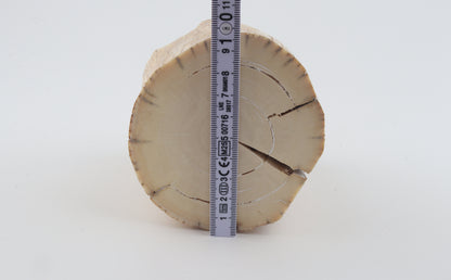 Round woolly mammoth tusk piece