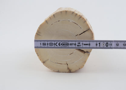 Round woolly mammoth tusk piece