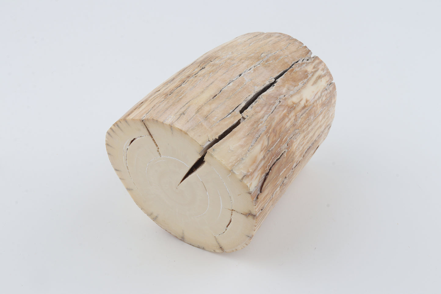 Round woolly mammoth tusk piece