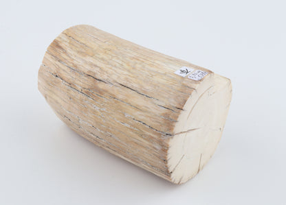 Round woolly mammoth tusk piece