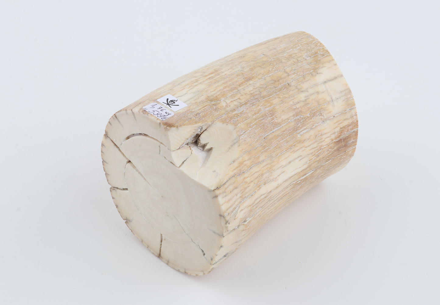 Round woolly mammoth tusk piece