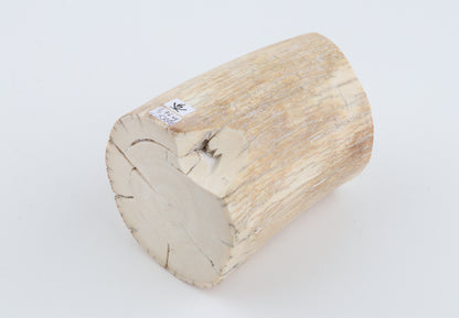 Round woolly mammoth tusk piece