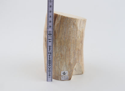 Round woolly mammoth tusk piece