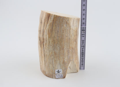 Round woolly mammoth tusk piece