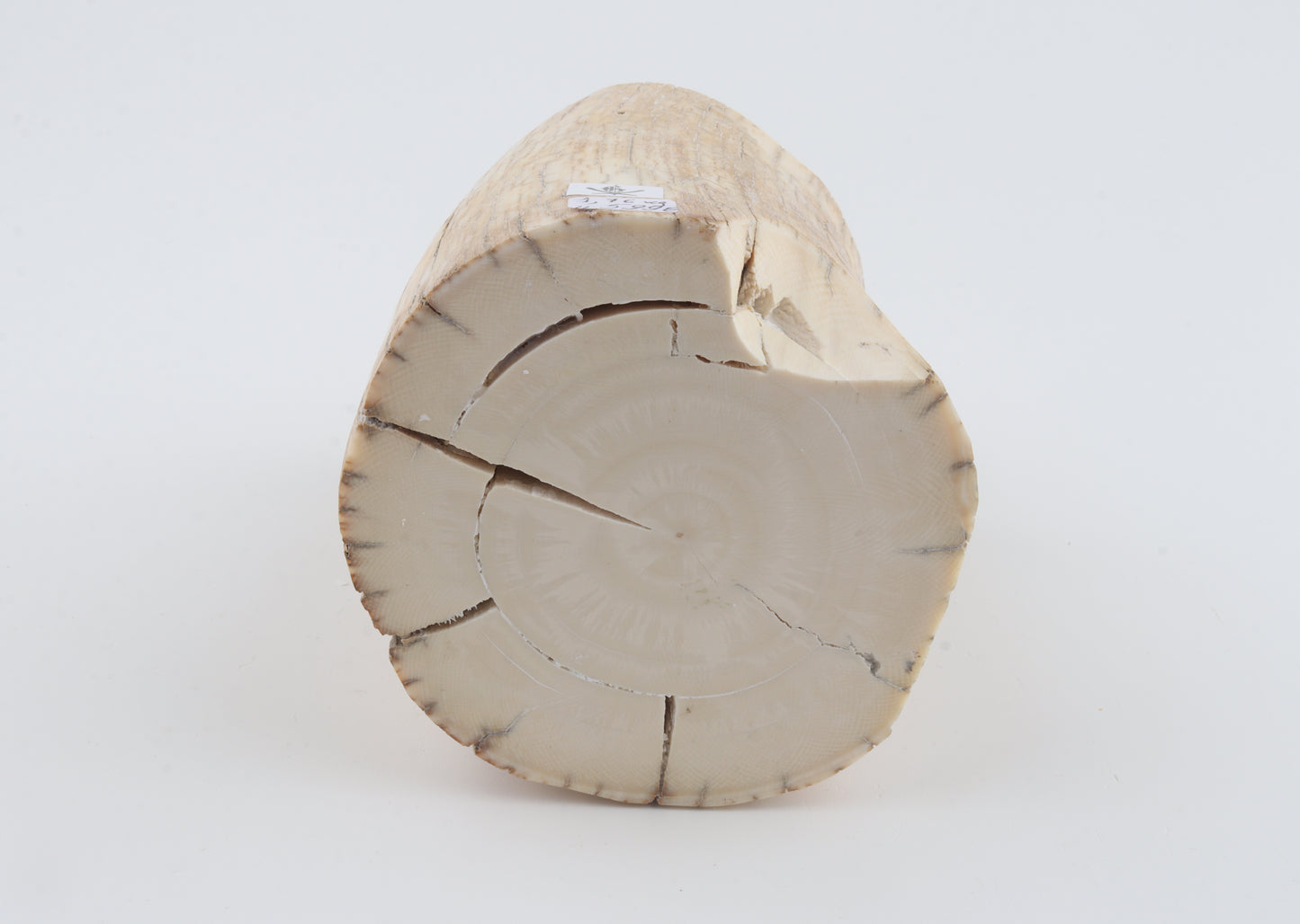 Round woolly mammoth tusk piece