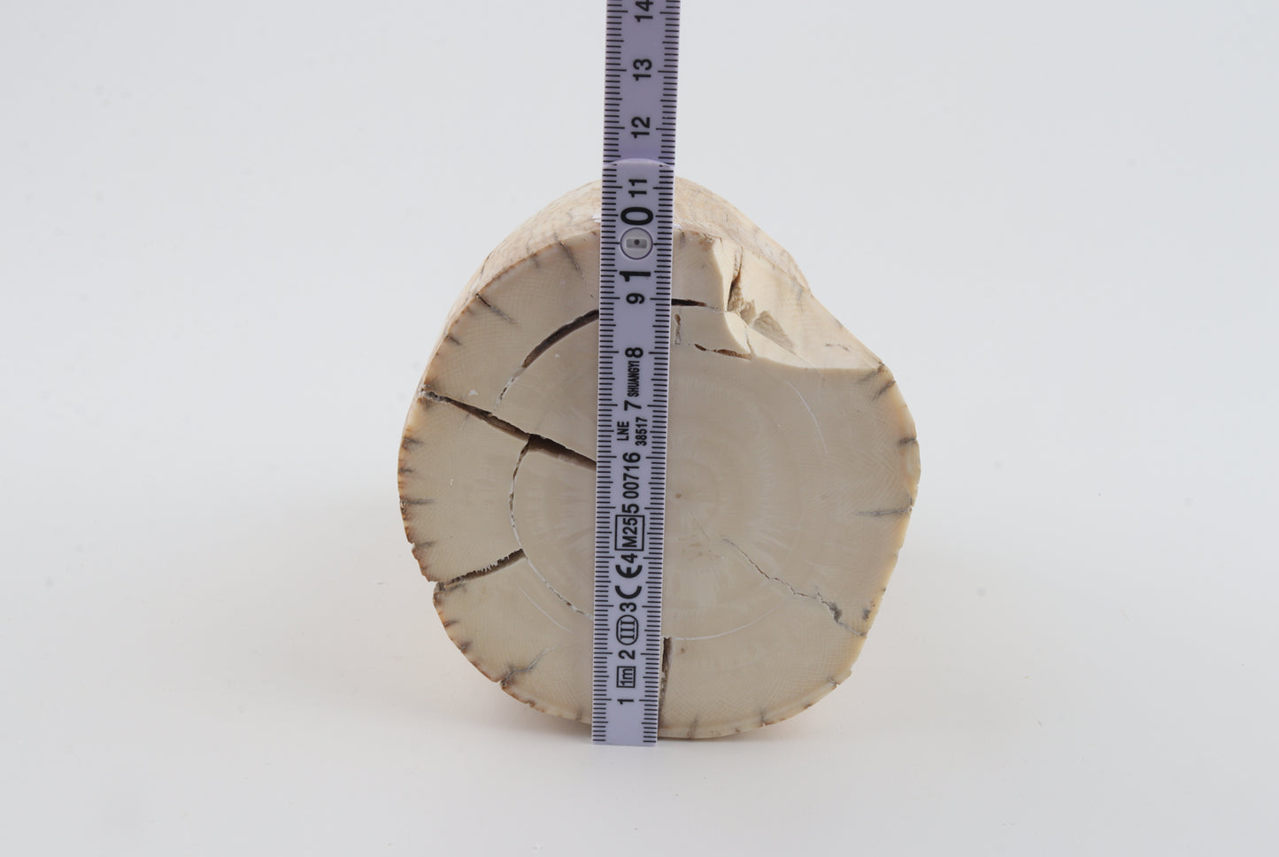 Round woolly mammoth tusk piece