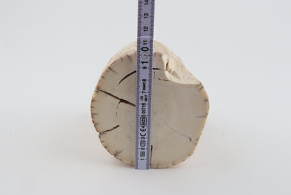 Round woolly mammoth tusk piece