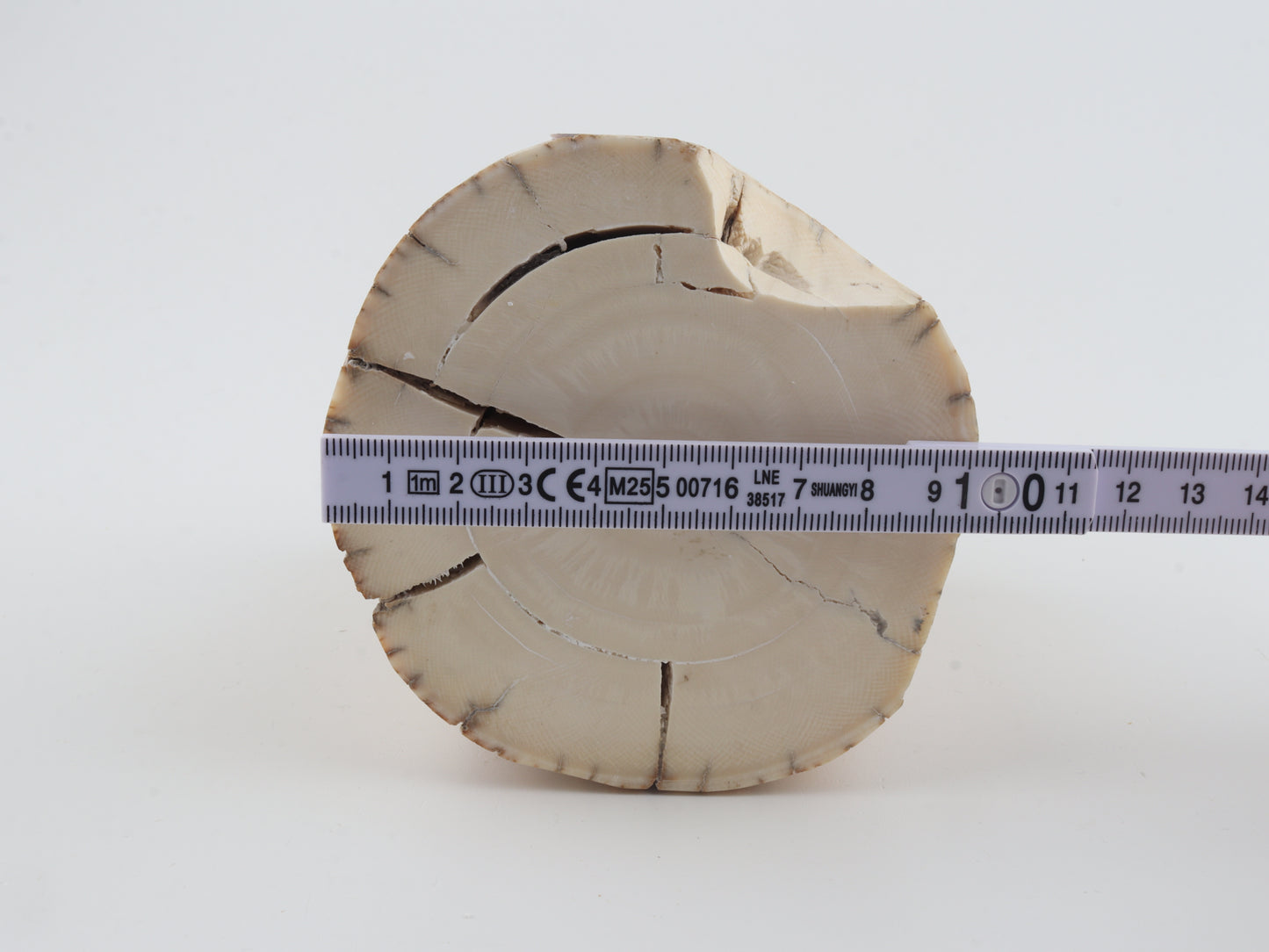 Round woolly mammoth tusk piece