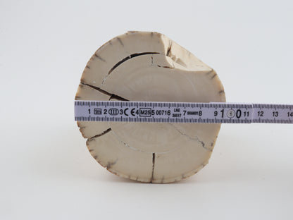 Round woolly mammoth tusk piece