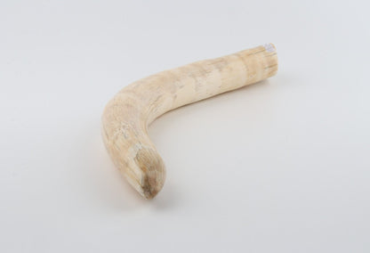 Natural mammoth tusk tip