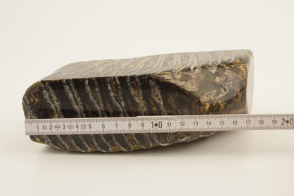Stabilized mammoth molar piece