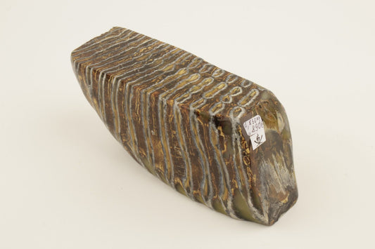 Stabilized mammoth molar piece
