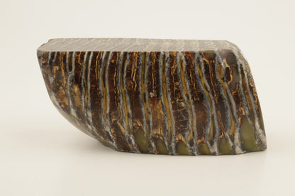 Stabilized mammoth molar piece