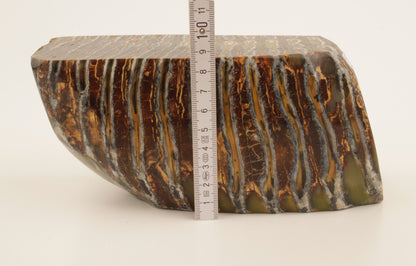 Stabilized mammoth molar piece