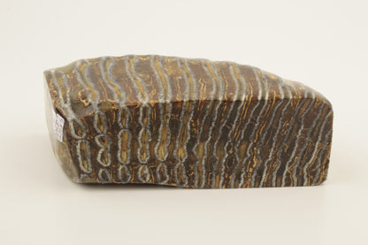 Stabilized mammoth molar piece