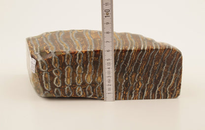 Stabilized mammoth molar piece