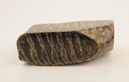 Stabilized mammoth molar piece