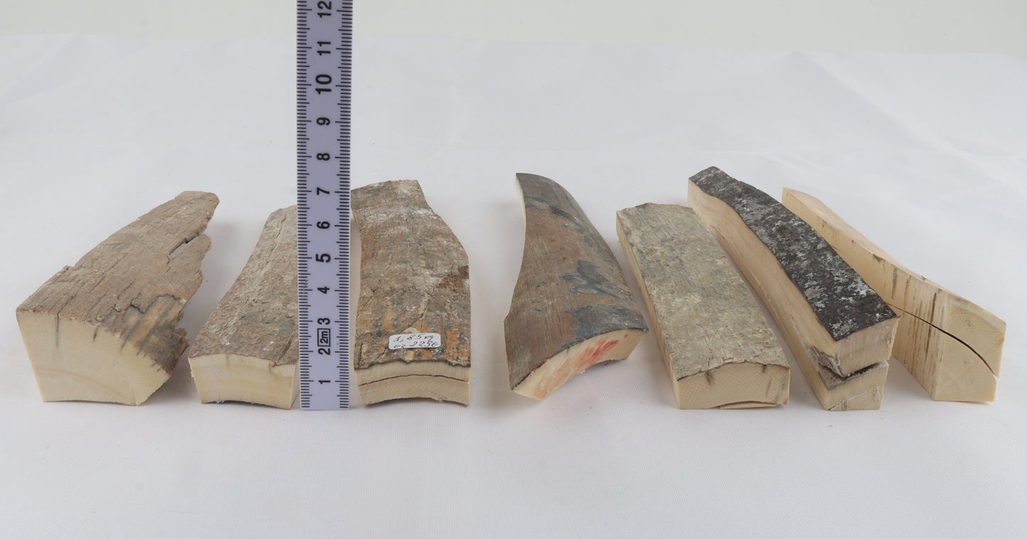 Raw mammoth ivory pieces