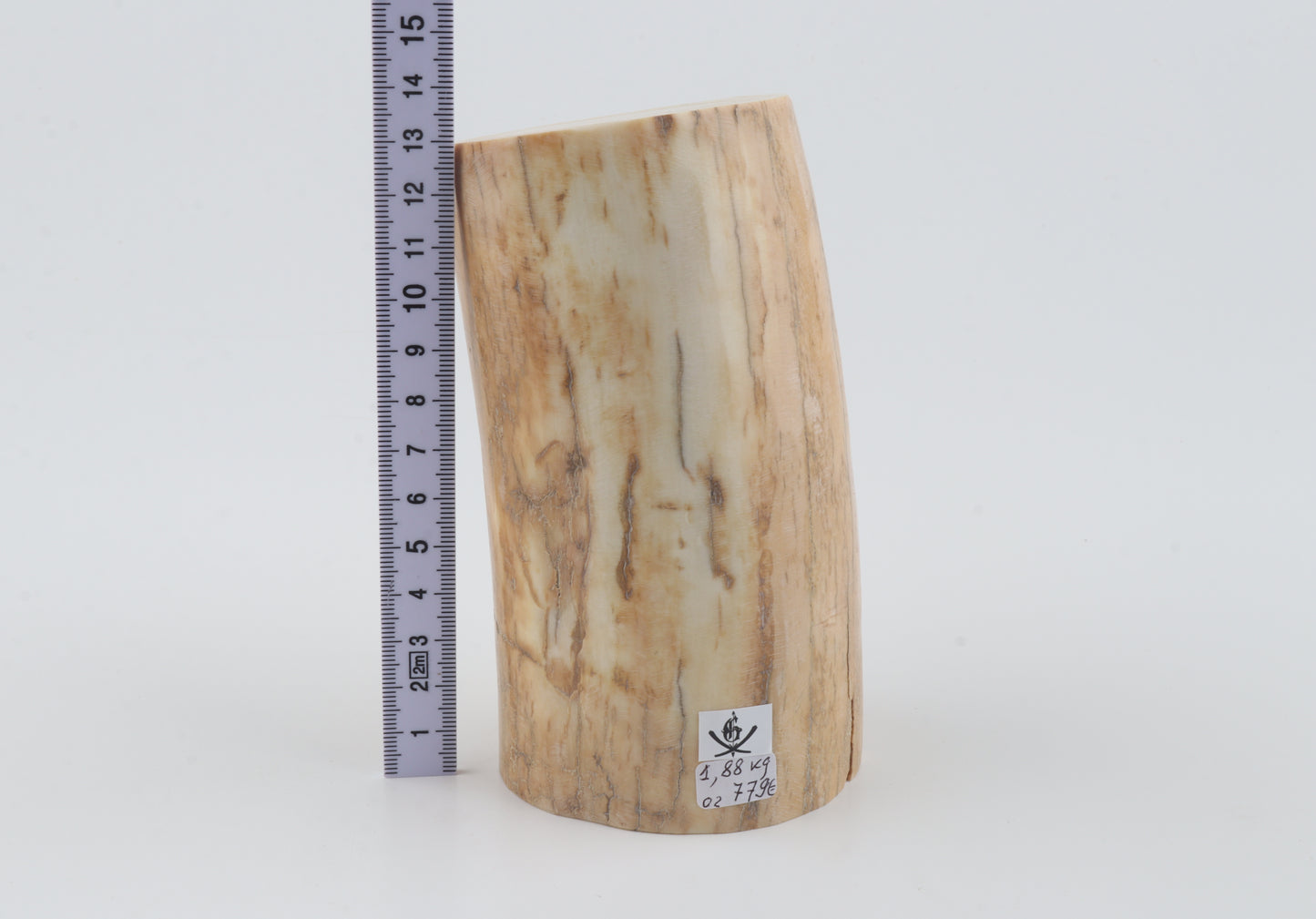 Round woolly mammoth ivory piece