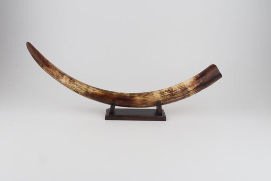 Restored woolly mammoth tusk