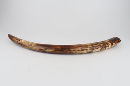Restored woolly mammoth tusk