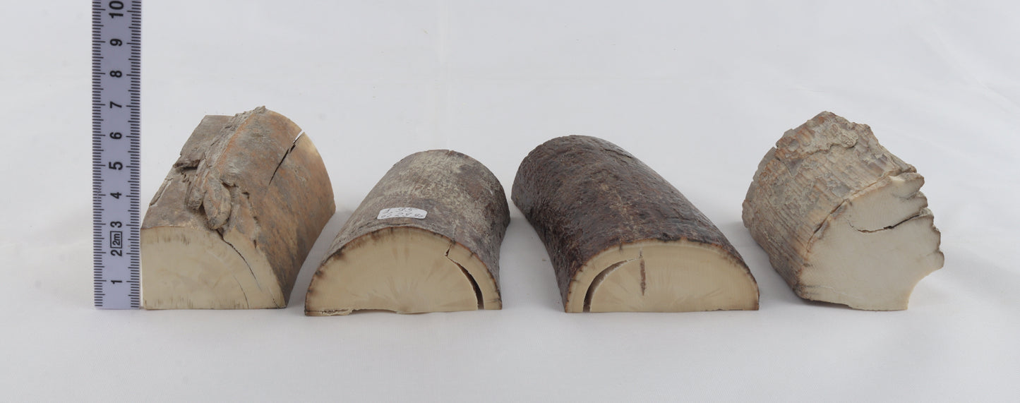 Raw mammoth ivory pieces