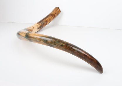 Restored woolly mammoth tusk