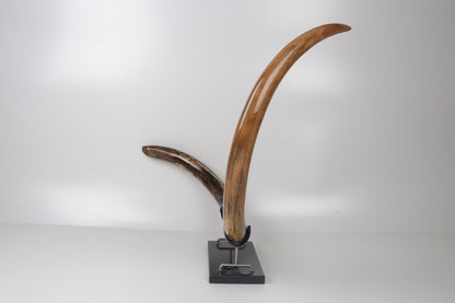 Restored woolly mammoth tusk