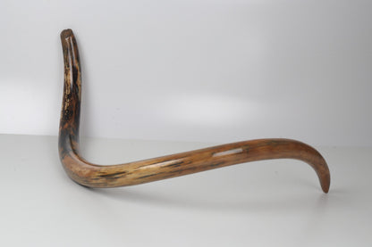 Restored woolly mammoth tusk