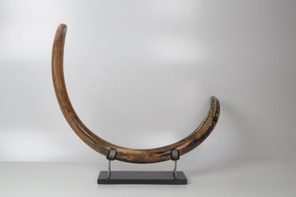 Restored woolly mammoth tusk