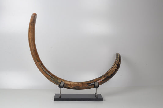Restored woolly mammoth tusk